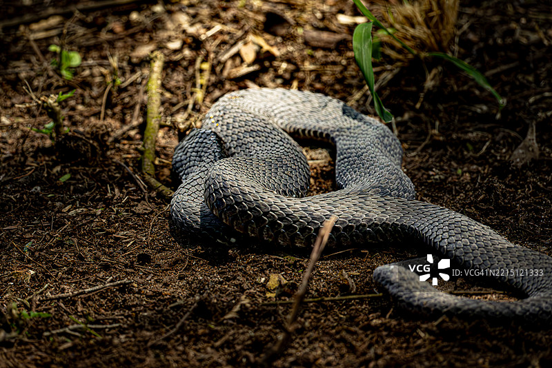 森林眼镜蛇在森林地面上采取防御姿态图片素材