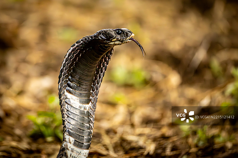 扩张头罩并伸出舌头的森林眼镜蛇图片素材