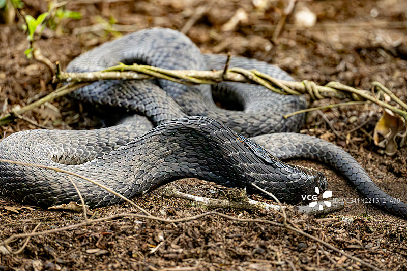研究设施中盘绕在地面的森林眼镜蛇图片素材