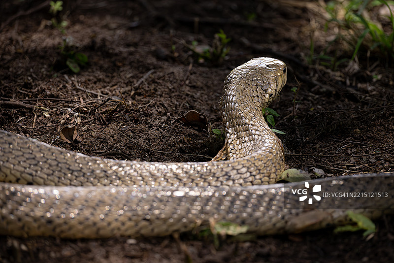 棕色森林眼镜蛇在森林地面上撤退图片素材