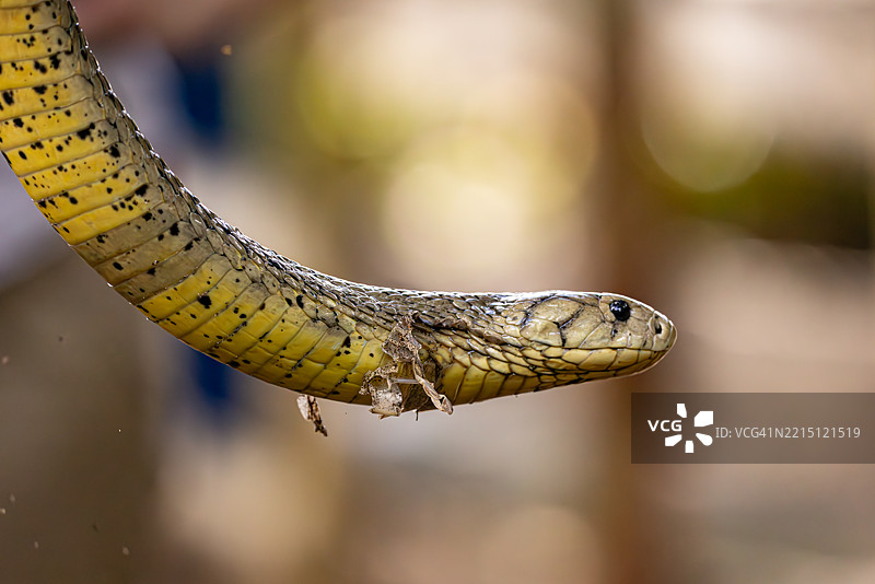 棕色森林眼镜蛇在运动中，腹面视图，伴有脱落的皮肤图片素材