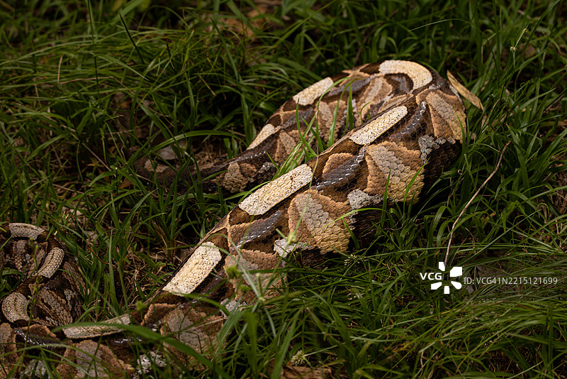 加蓬蝰蛇在落叶中的伪装，南非图片素材