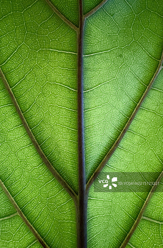 叶子的特写图片素材