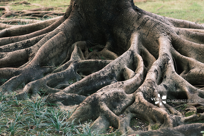 树干的全景拍摄图片素材