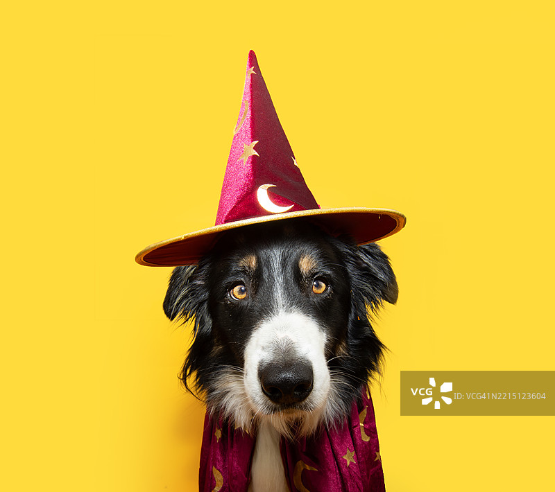 戴着帽子的狗的肖像，背景为黄色图片素材