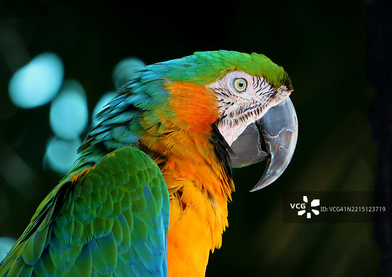鹦鹉特写，基斯凯恩岛，佛罗里达州，美国图片素材