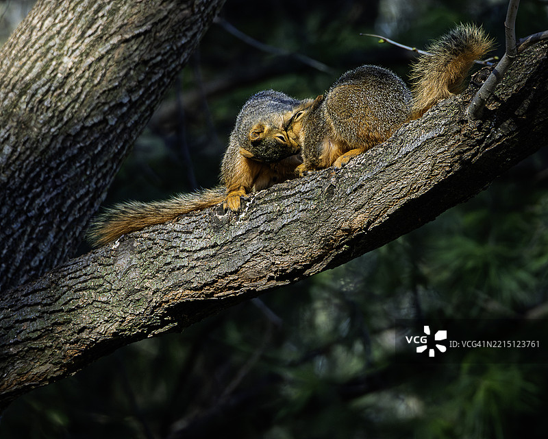 树上的松鼠特写，西德莫因，爱荷华州，美国图片素材