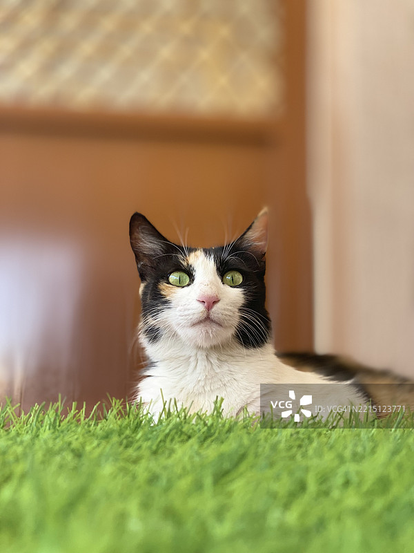 阿联酋乌姆阿尔奎温的草地上躺着的猫的肖像图片素材