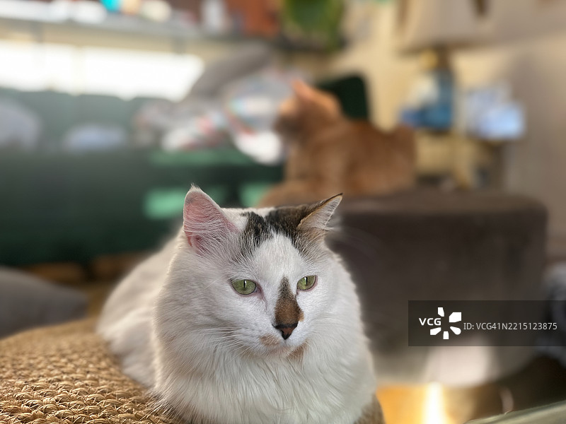 猫的特写肖像，科罗拉多州博尔德，美国图片素材