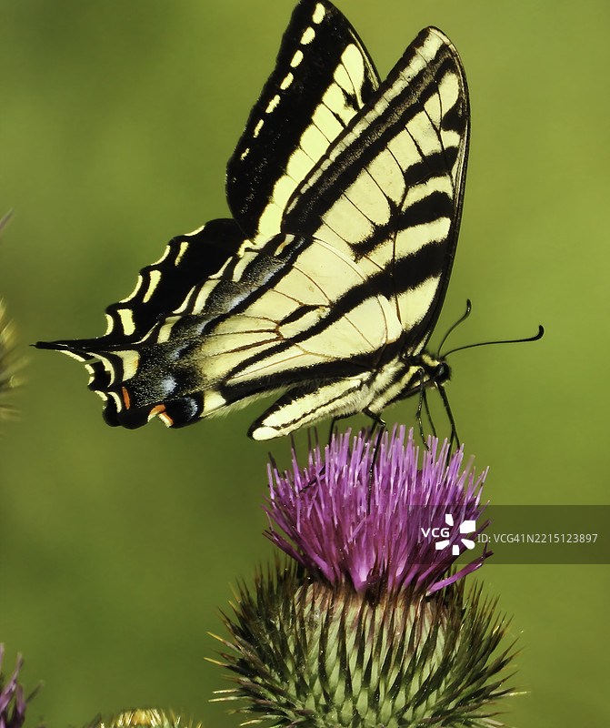 蝴蝶在花朵上授粉的特写， 美国， 美国图片素材