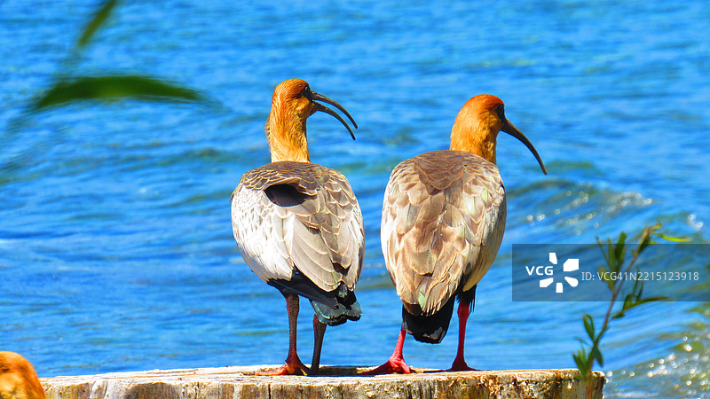 鸟儿栖息在湖边的特写镜头图片素材