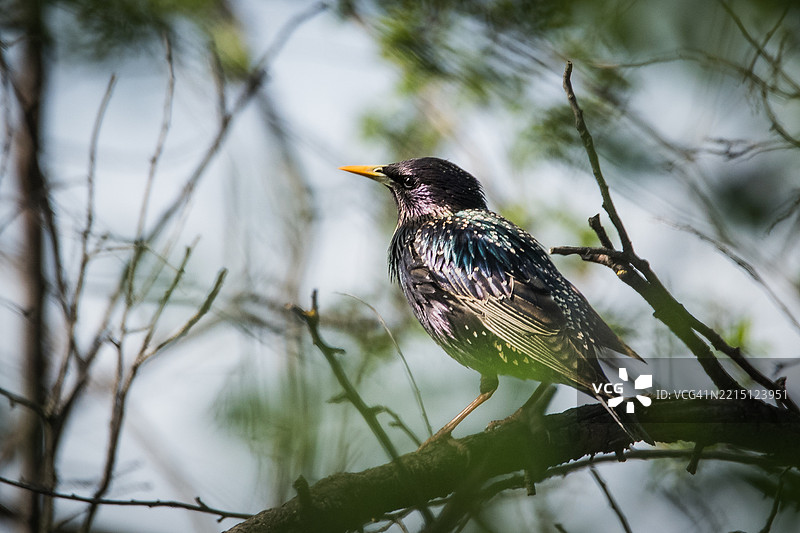 栖息在树枝上的鸣禽特写，克拉约瓦，多尔日，罗马尼亚图片素材