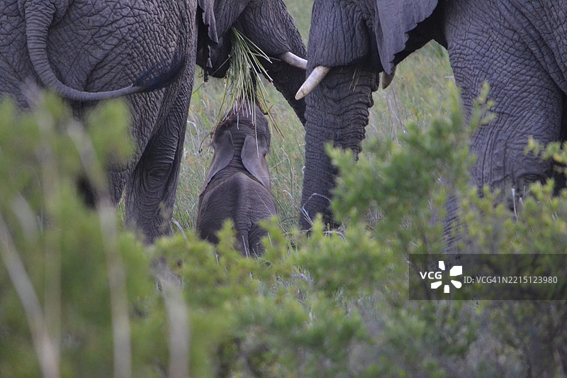 人们在森林中与大象站在一起的下半身图片素材
