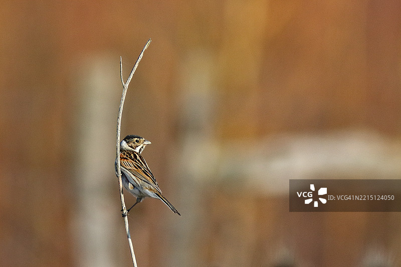 芦苇雀 Common Reed Bunting图片素材