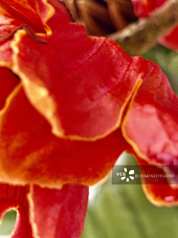 红玫瑰特写，牙买加图片素材