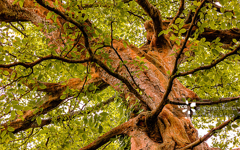 雄伟的树冠，扭曲的树干和郁郁葱葱的绿叶图片素材