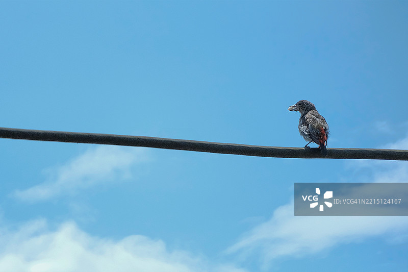 低角度视图的鸟栖息在树枝上，背景是天空图片素材