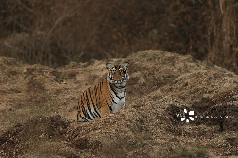 来自卡比尼森林的女性马吉图片素材