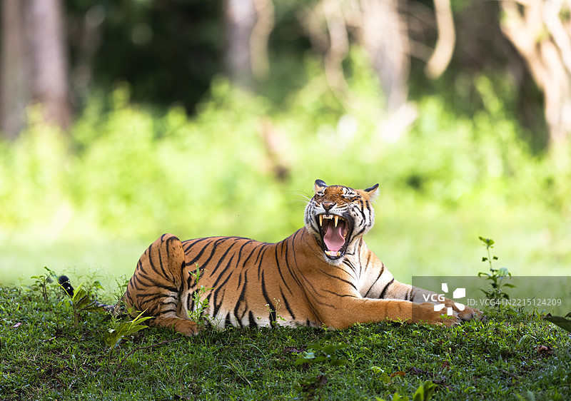 坐在田野上的老虎肖像，印度卡纳塔克邦迈索尔图片素材