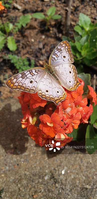 蝴蝶在花朵上授粉的特写镜头图片素材