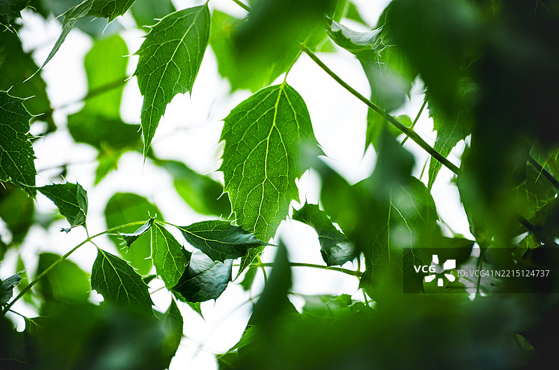 叶子上的雨滴特写图片素材
