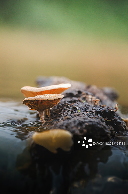 岩石上生长的蘑菇特写图片素材