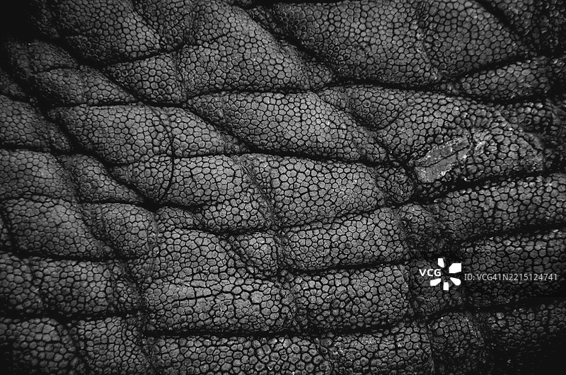 叶子的特写图片素材