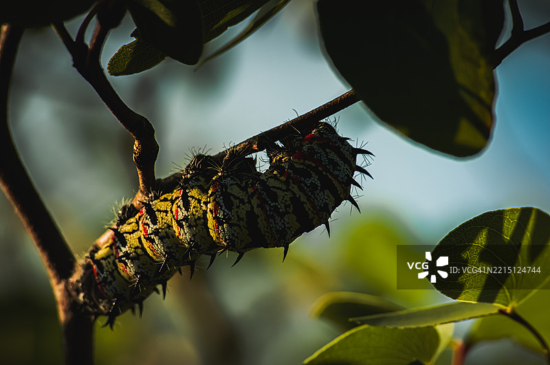 植物上的昆虫特写图片素材