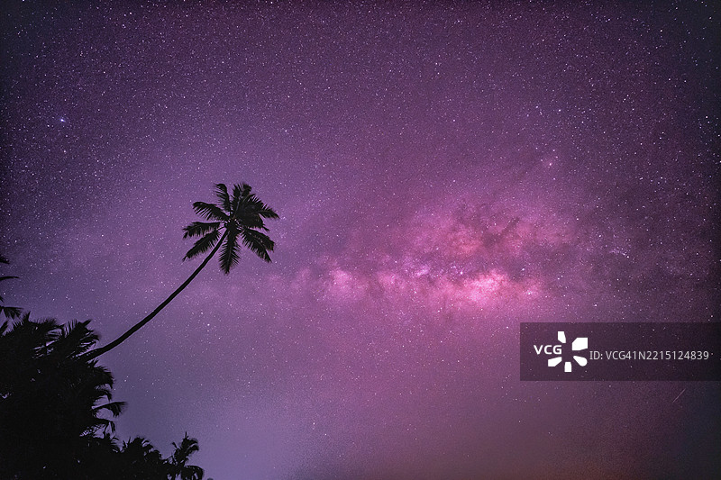 低角度视图下树木的轮廓与星空相映衬图片素材