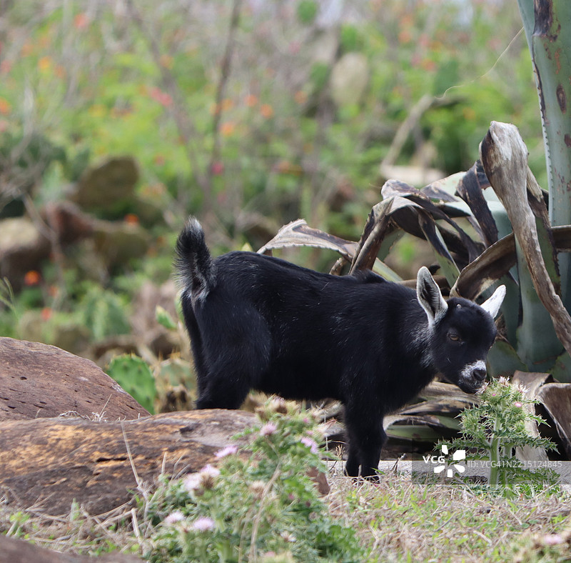 在田野上站立的山羊肖像图片素材
