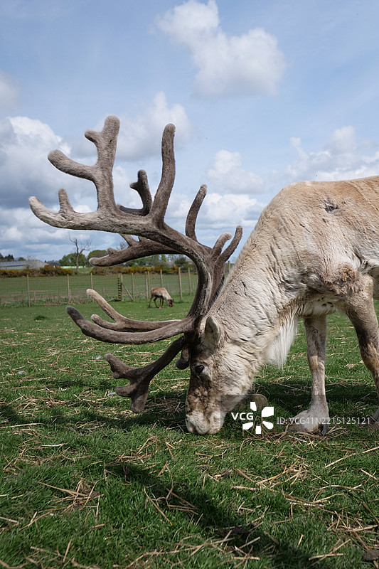 侧面视角的鹿在田野上站立，背景是天空，莫尔佩斯，英国图片素材