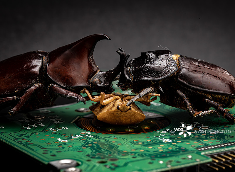 甲虫特写，墨西哥蒂华纳图片素材