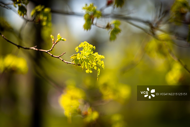 开花植物的特写镜头图片素材