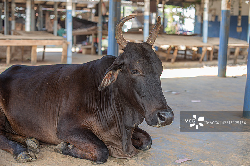 牛的特写镜头图片素材