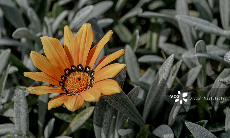 橙绿色的托雷弗拉维亚海滩，拉迪斯波利图片素材