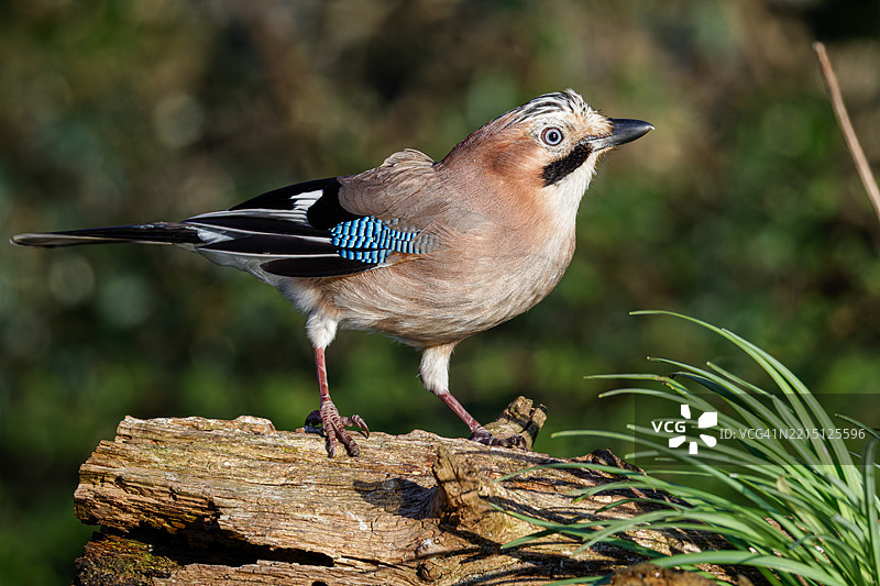 鸟儿栖息在木头上的特写镜头图片素材