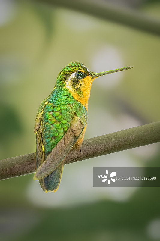 鸟儿栖息在树枝上的特写镜头图片素材