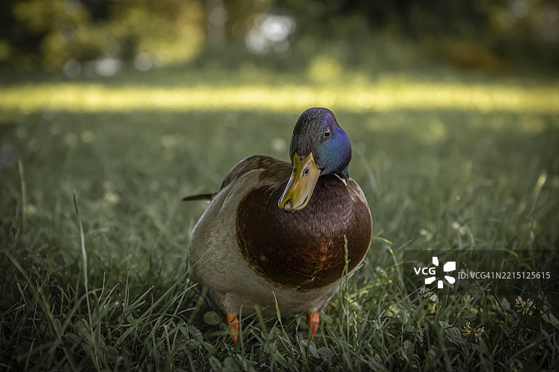 鸟儿栖息在草地上的特写镜头图片素材