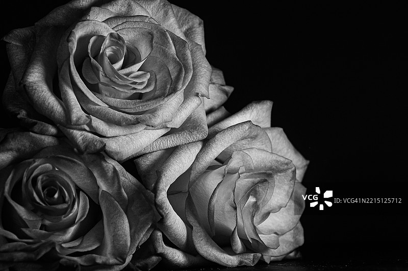 黑色背景下的玫瑰特写， 美国， 美国图片素材