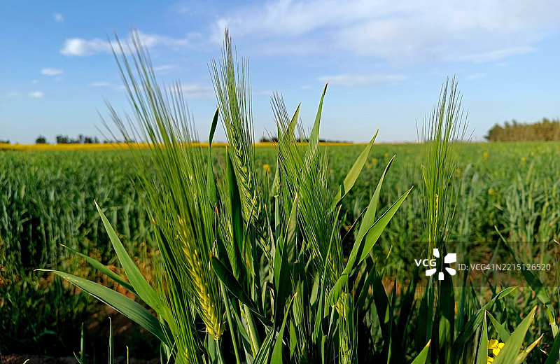 田野与天空的美丽景色图片素材