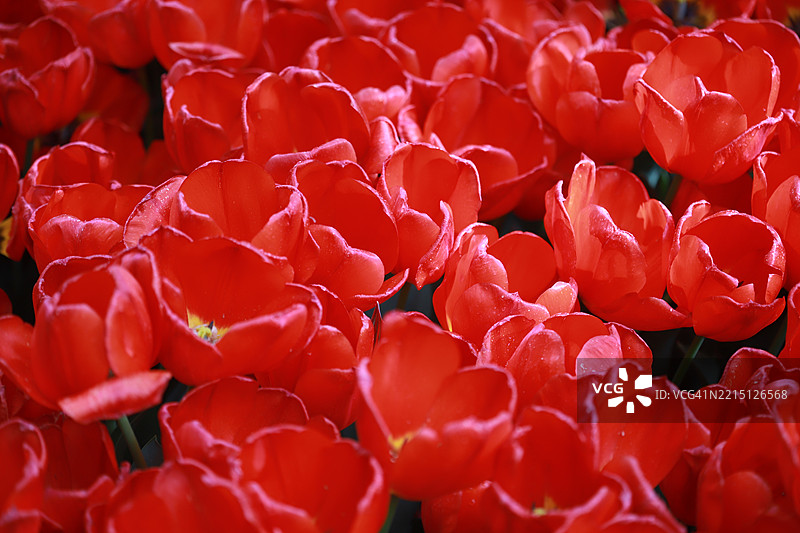 红色郁金香特写，德黑兰，德黑兰省，伊朗图片素材