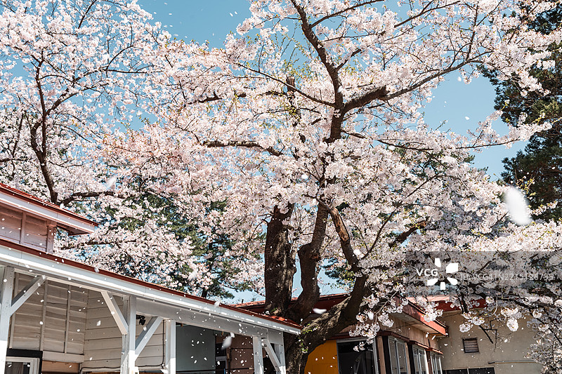 青森市芦野公园的樱花树图片素材