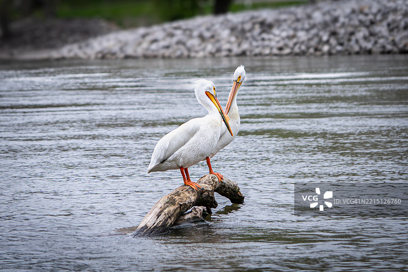 鸟侧面停在漂流木上，位于美国爱荷华州的湖泊中图片素材