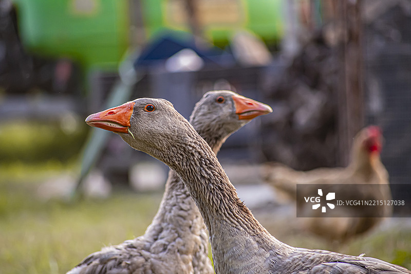 鸟类特写镜头图片素材