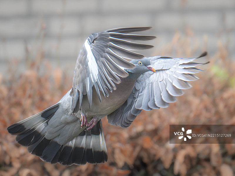 鸟在户外飞翔的特写镜头图片素材