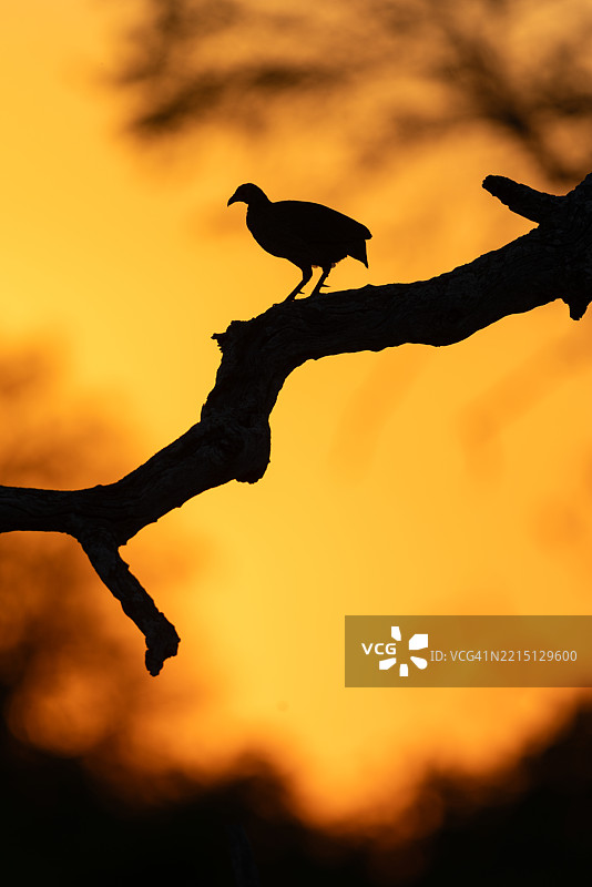 日落时分的冠鹧鸪剪影，博茨瓦纳奥卡万戈三角洲图片素材