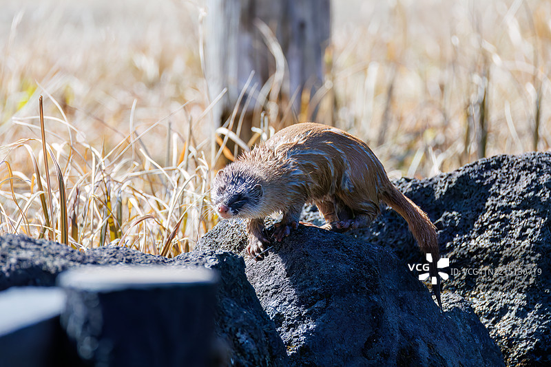 一只可爱的日本鼬鼠（Mustela itatsi，鼬科）。它跳进池塘里抓住了一只日本火腹蝾螈（Cynops pyrrhogaster）。图片素材