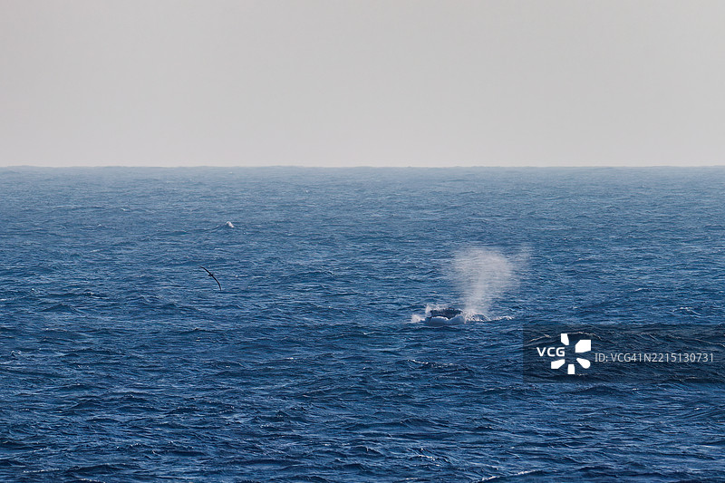 跳跃的座头鲸(Breaching)。背部浮出水面的悬垂拱(Pedunculate arches)。一群座头鲸(Megaptera novaeangliae)在陆地上游泳的景象。巨大的黑脚信天翁(Diomedea nigripes)在海上飞翔。翼展超过2米。图片素材