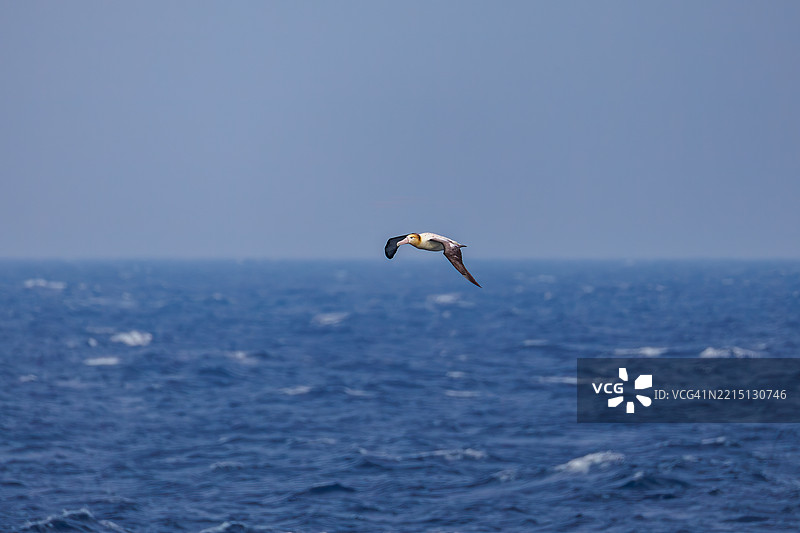 一只巨大的短尾信天翁（Phoebastria albatrus）在海岸外飞翔。翼展超过2米。图片素材