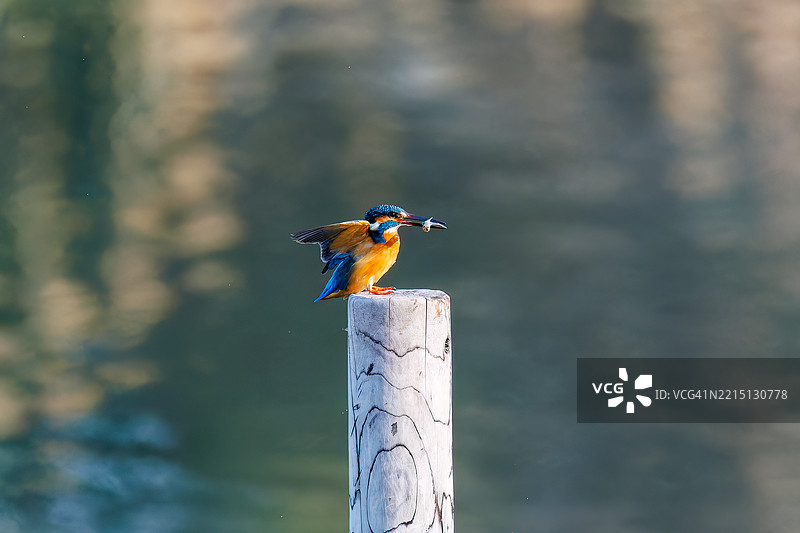 可爱的翠鸟（Alcedo atthis）鸟儿潜入沼泽捕捉猎物。图片素材